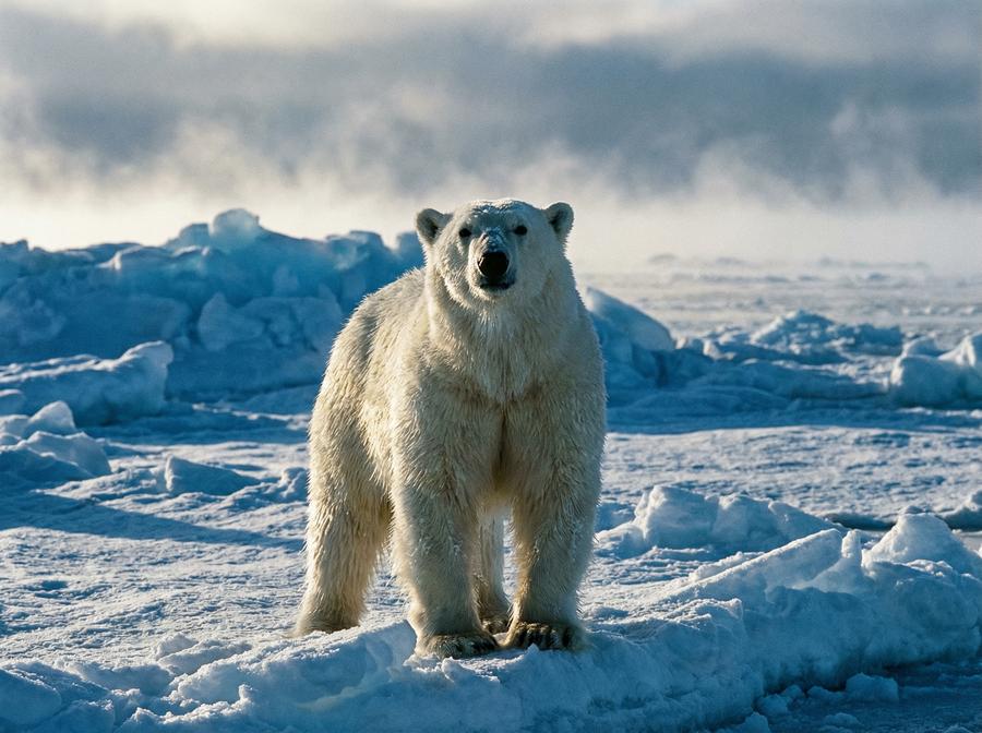 四虎北极熊视频演示 北极熊冰原生存写真