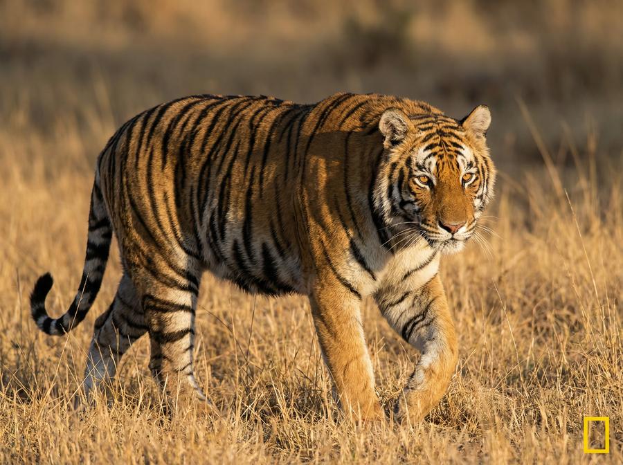 四虎老虎视频教程 孟加拉虎丛林追踪写真